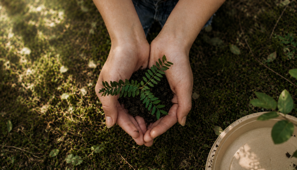 about-sustainability-bagasse-packaging-nature